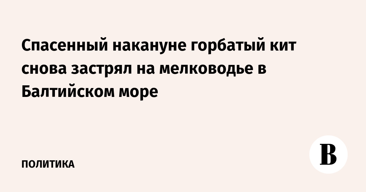 Спасенный накануне горбатый кит снова застрял на мелководье в Балтийском море