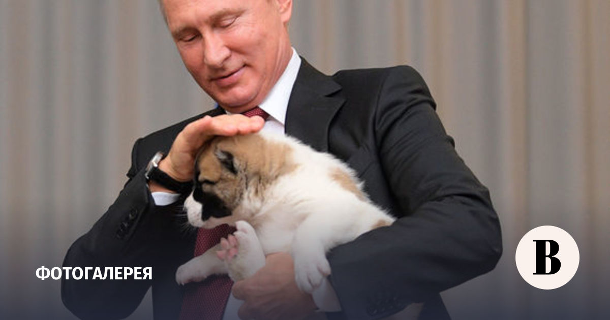 Каких собак дарили Путину: 5 изумительных пород