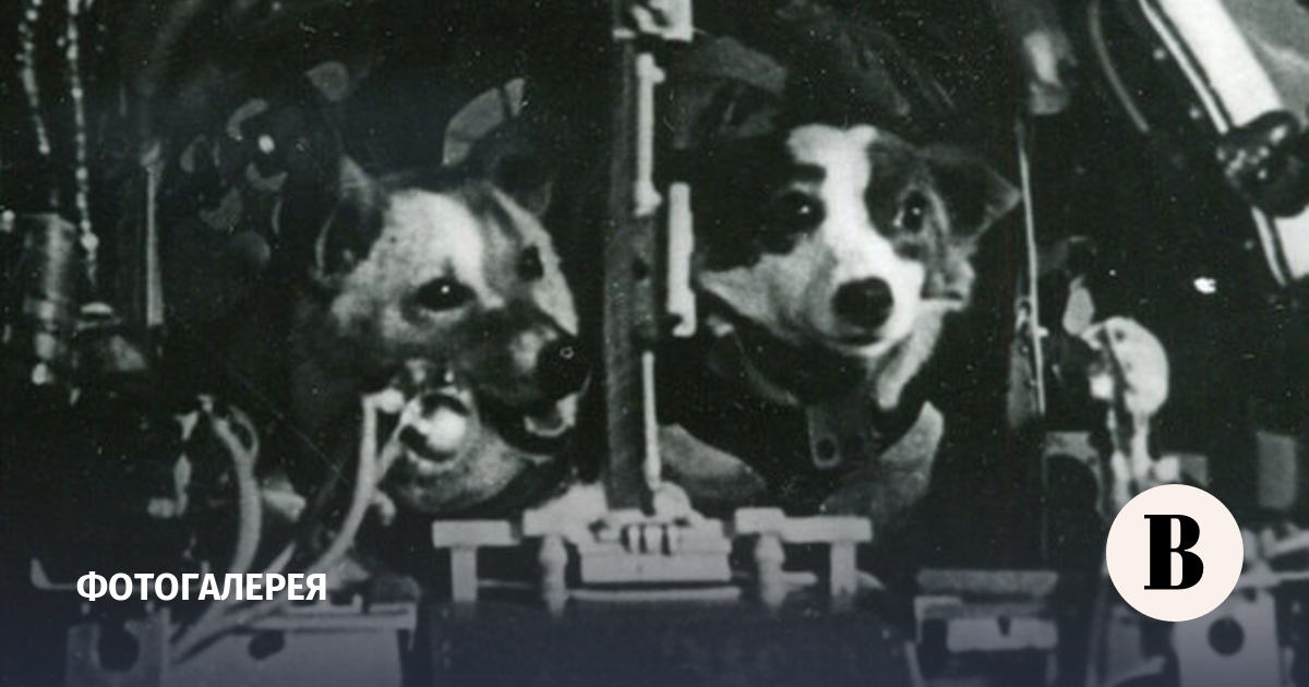 Сколько собак летало в космос. Белка и стрелка полёт в космос 1958. Белка и стрелка Королев. Белка и стрелка собаки космонавты. Первые собаки в космосе.