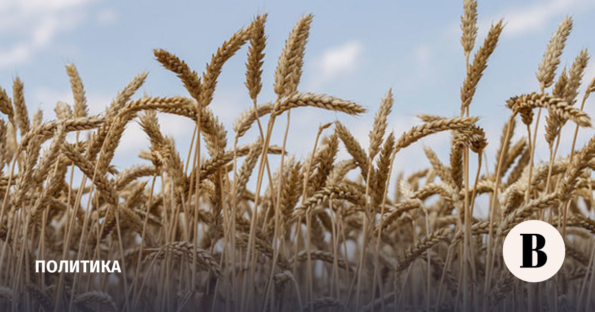 Пшеничные культуры. Пшеница сорт Икар. Яровая пшеница. Пшеница посевная. Зерновые сельскохозяйственные культуры.