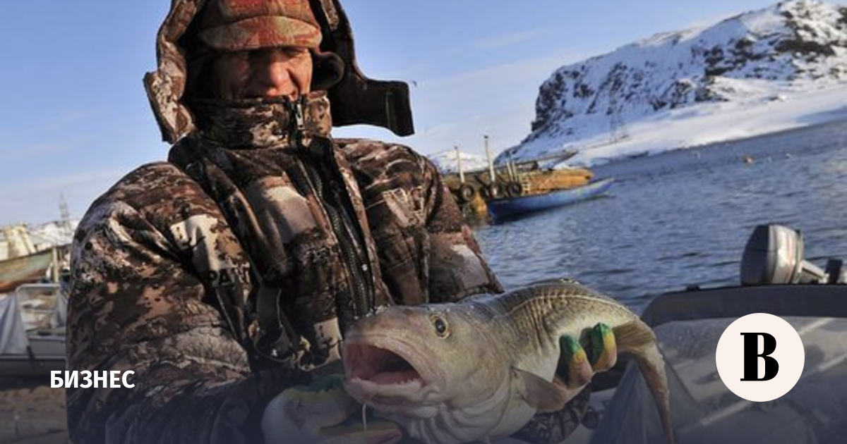 Coastal cod catch in northern Russia increased by a quarter