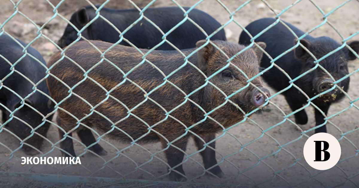 The Ministry of Agriculture assessed the damage to the agro-industrial complex from African swine fever and bird flu