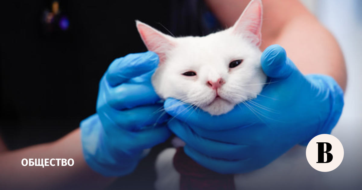 Правительство поддержало законопроект о запрете операций животным без ...