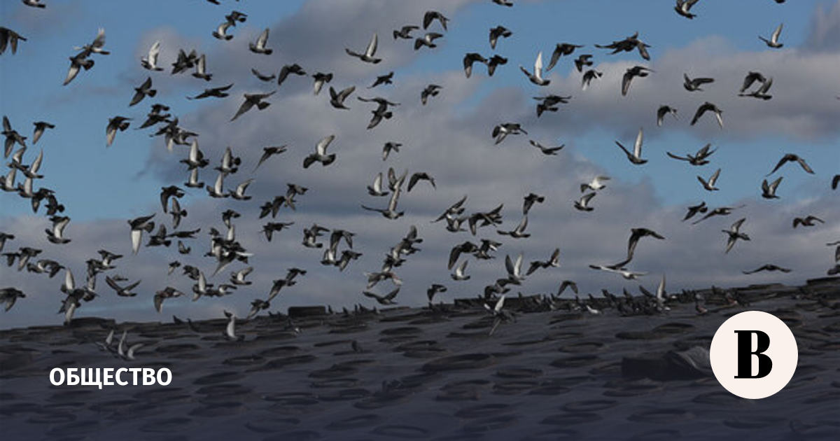 Reuters: мутирующий вирус птичьего гриппа может быть опаснее Covid-19