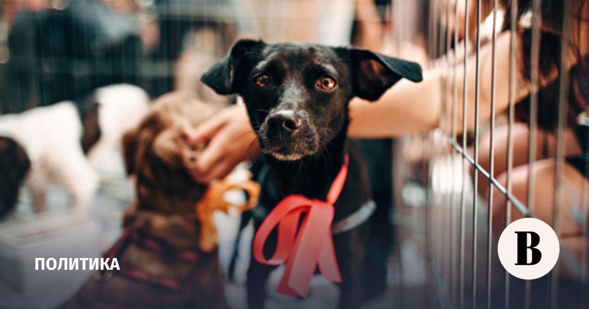 Приюты для животных в ОАЭ переполнены из-за массового переезда хозяев