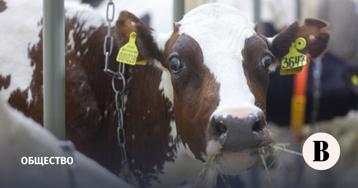 В Новосибирской области пересмотрят правила содержания домашнего скота